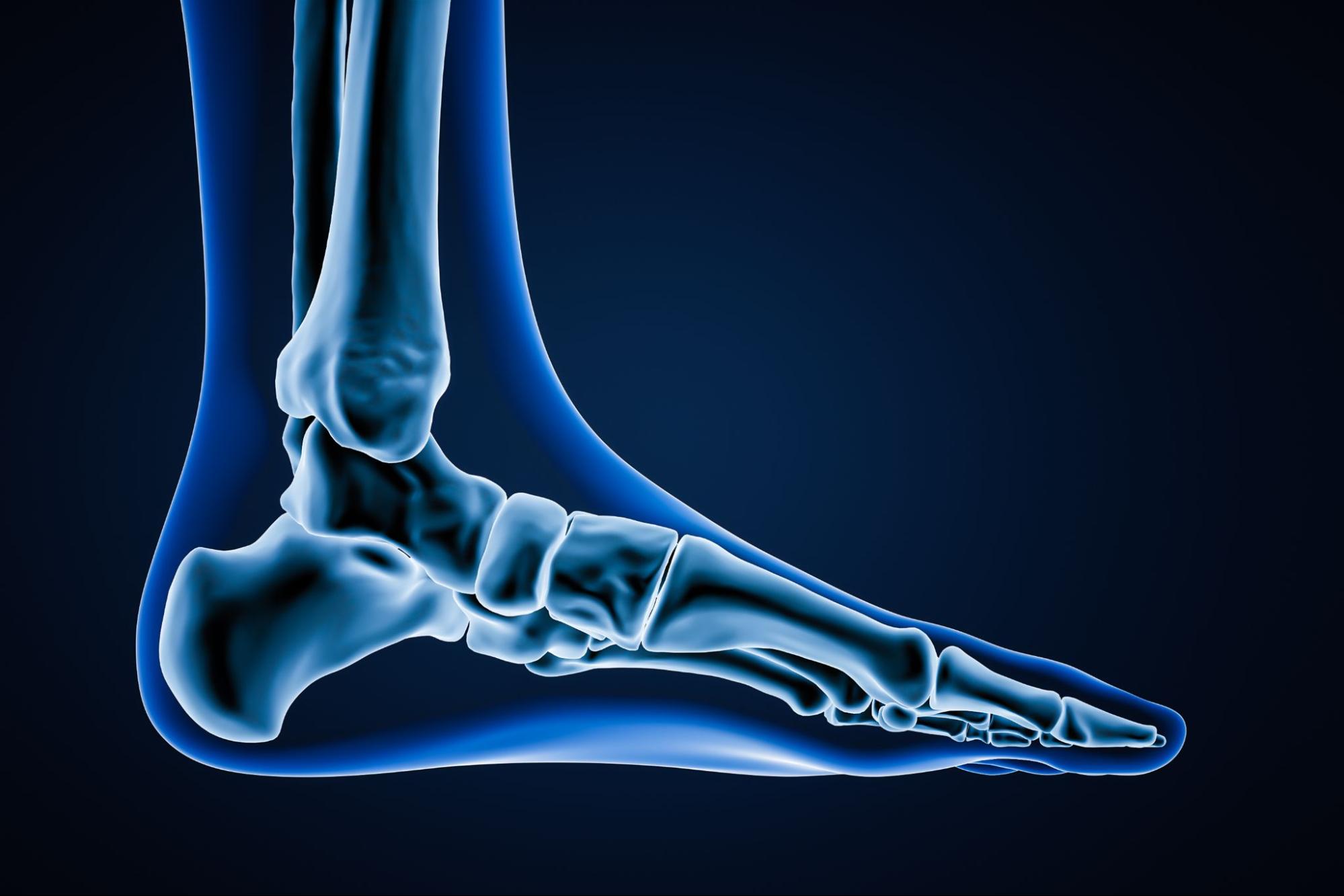 Medial view of accurate human left foot bones with body contours on blue background 3D rendering illustration.
